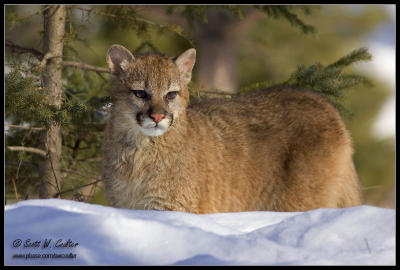 Young Cougar