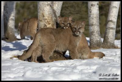 Young Cougar