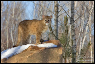 Young Cougar