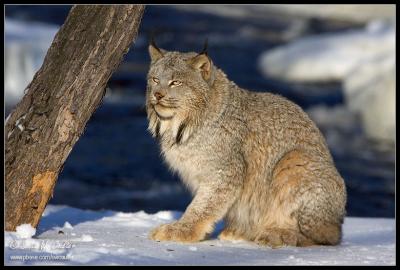 Lynx