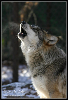 Mexican Wolf - Minnesota Zoo