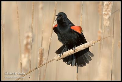 Red Wing Blackbird