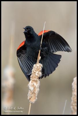 Red Wing Blackbird