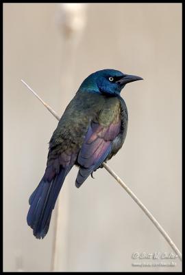 Common Grackle