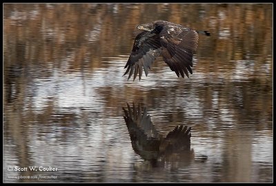 Immature Bald Eagle in flight with reflection
