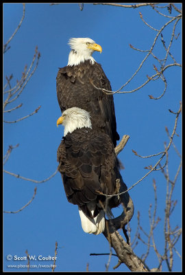 Bald Eagle pair over the Minnesota River