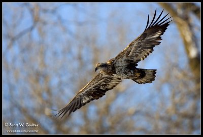 Bald Eagle over the Minnesota River