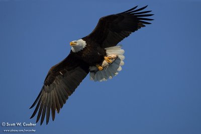 Bald Eagle - Burlington, Iowa