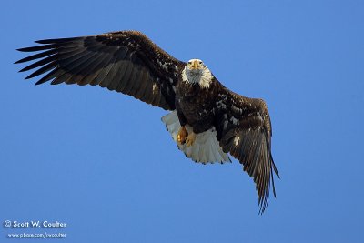 Bald Eagle - Burlington, Iowa