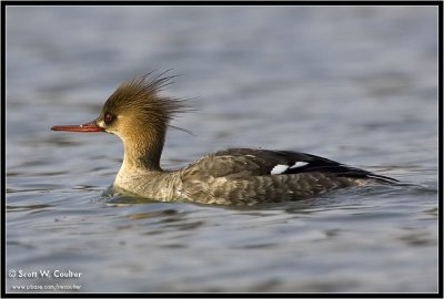 Ducks and Geese