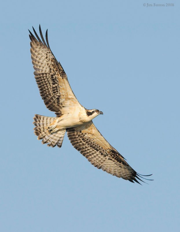 _NW84271 Osprey Juvenile in Flight Late Afternoon.jpg