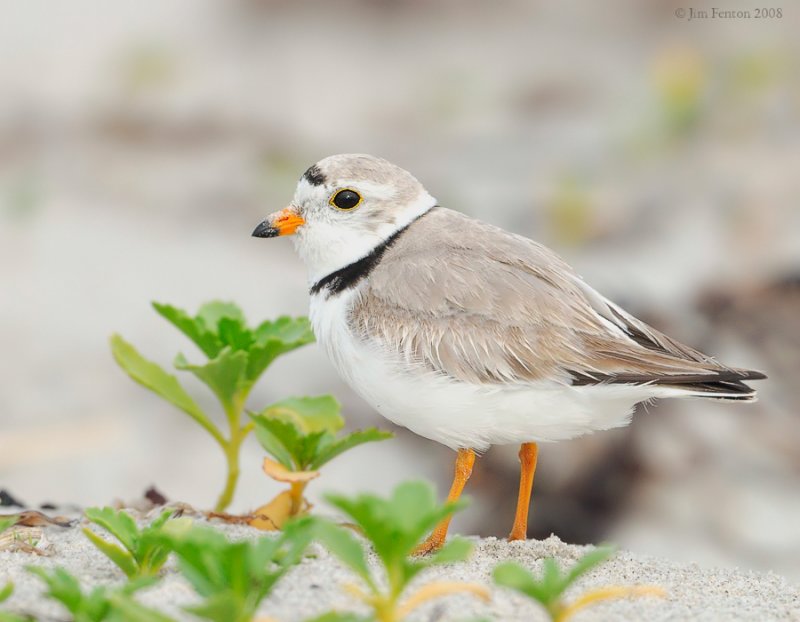 _NW86073 Piping Plover.jpg
