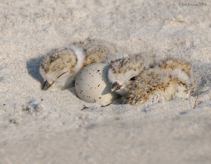 _NW86128 Piping Plover Chicks Newly Hatched.jpg