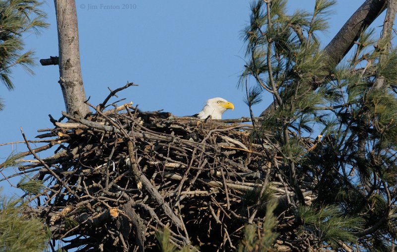 _NW06731Female Bald Eagle In Nest