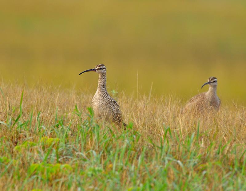 20- Whimbrel Pair in Grass