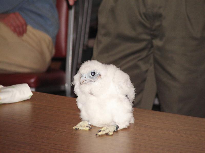 Peregrine Falcon Juvenile Male Black / Green 5W