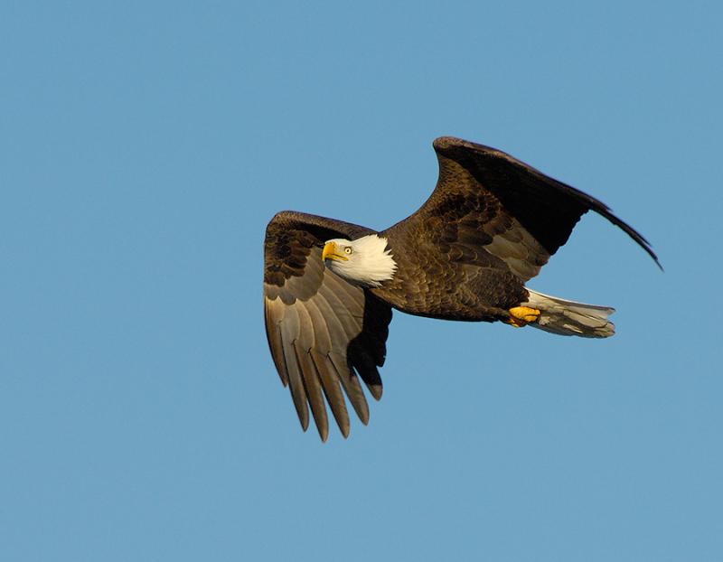 Bald Eagle In Flight~Long Light
