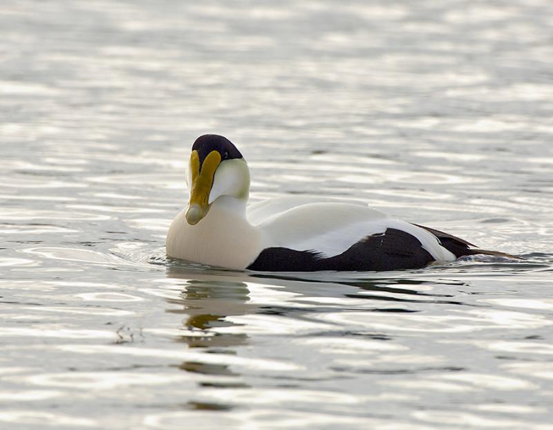 184 Common  Eider Male