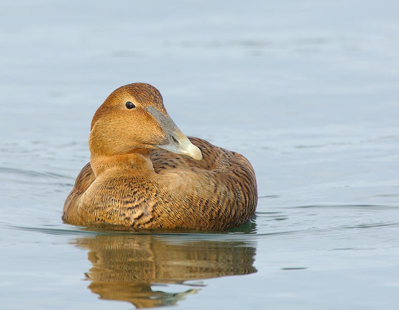185 Common  Eider Female