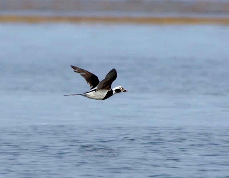 Long Tail Duck in Flight , Salisbury Massachusetts