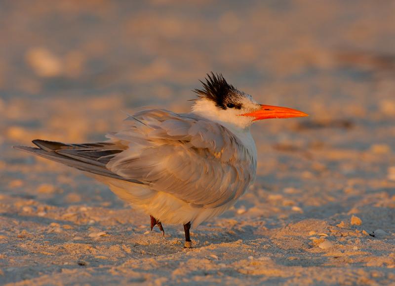 215 Royal Tern at Sunset.