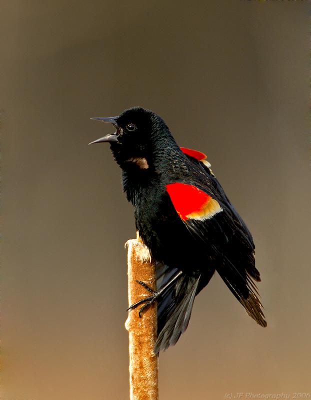 Red Wing Blackbird on Cat Tail