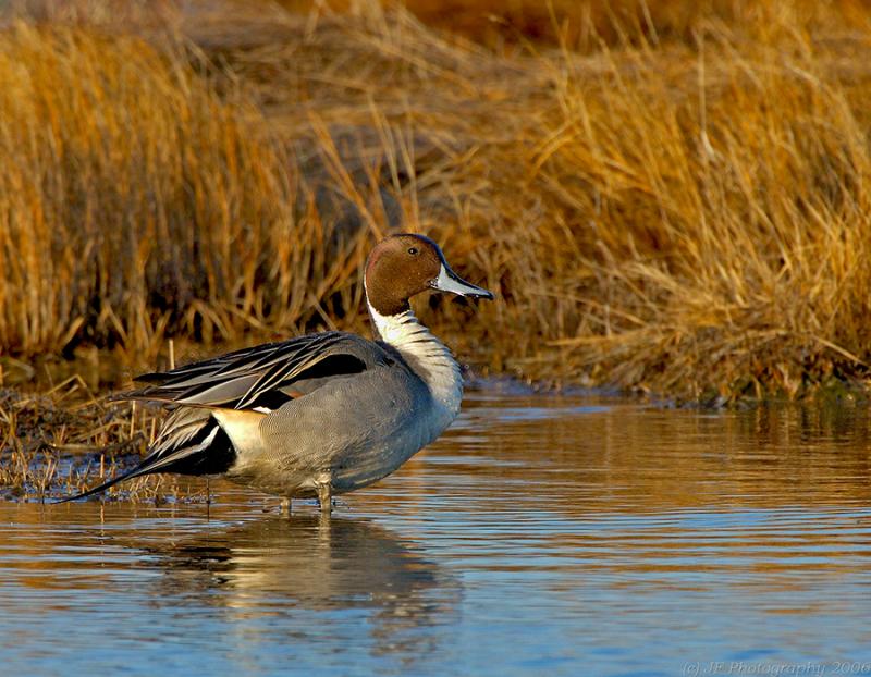 197 _JFF0863 Male  Northern Pintail Duck