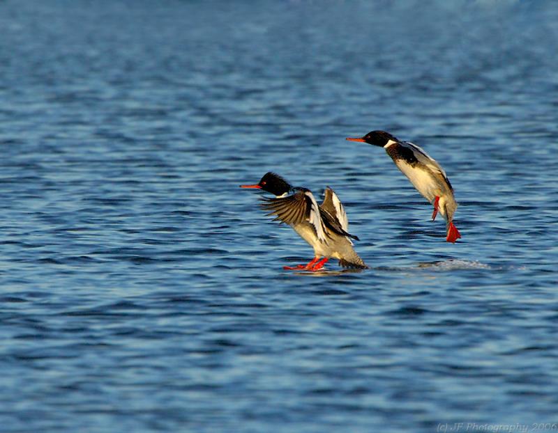 _JFF0827 Red Breasted  Mergansers Landing