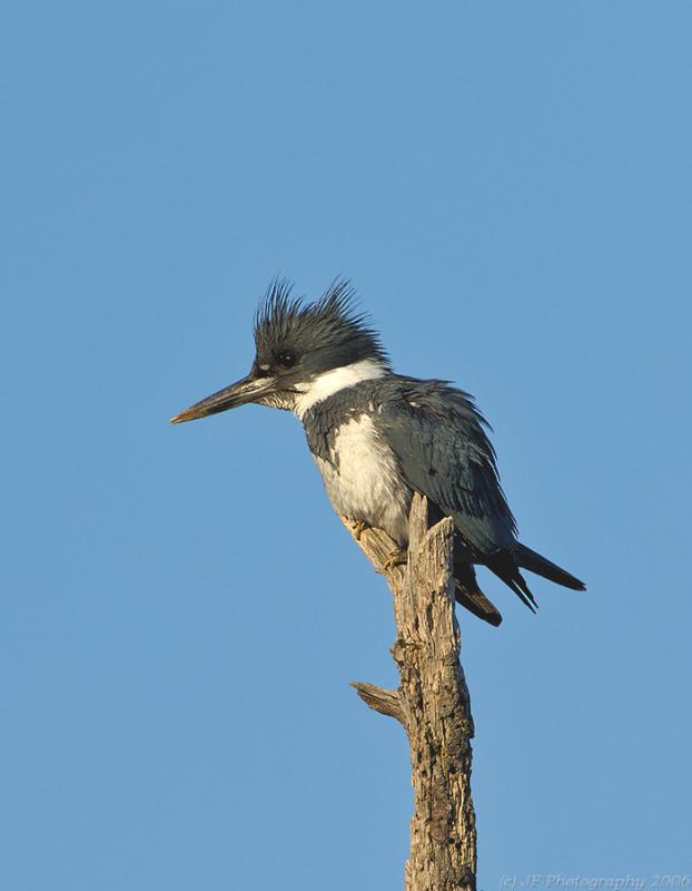 264 Belted Kingfisher Male