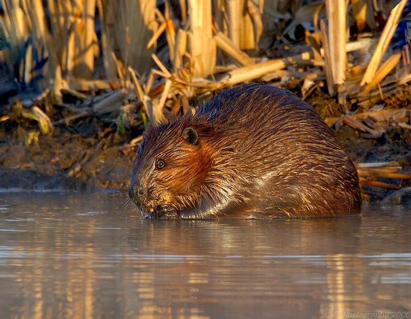 _JFF1381 Beaver Shore eat L.jpg