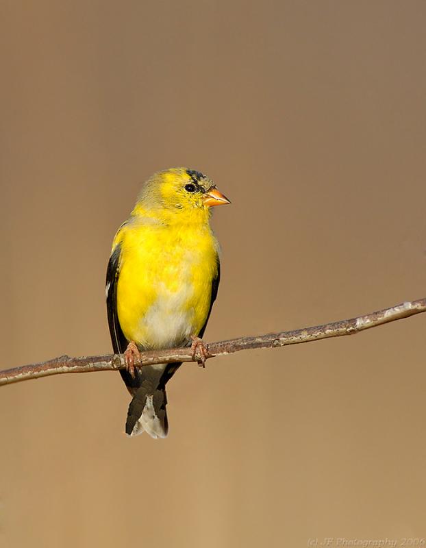 _JFF1415 Goldfinch.jpg