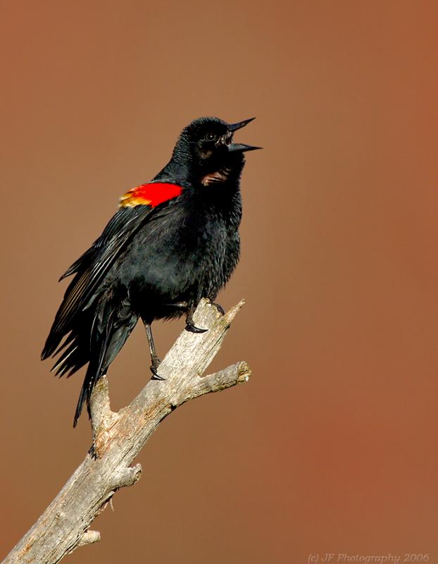 Red Wing Blackbird