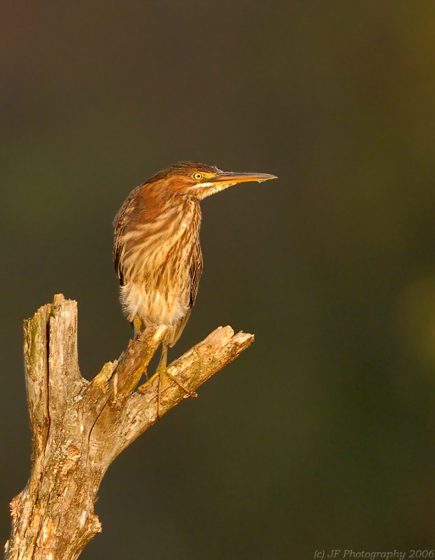 _JFF6068 Green Heron .jpg