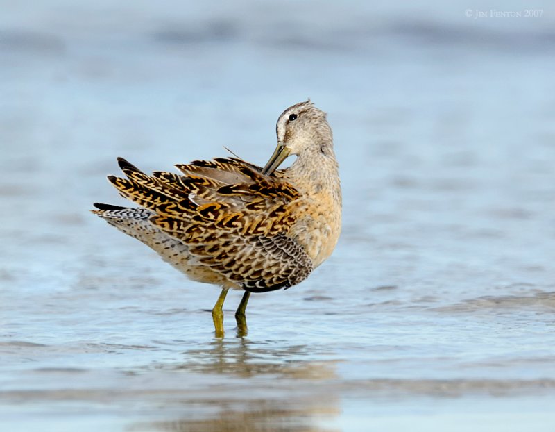 _JFF00821 Dowitcher Preening.jpg