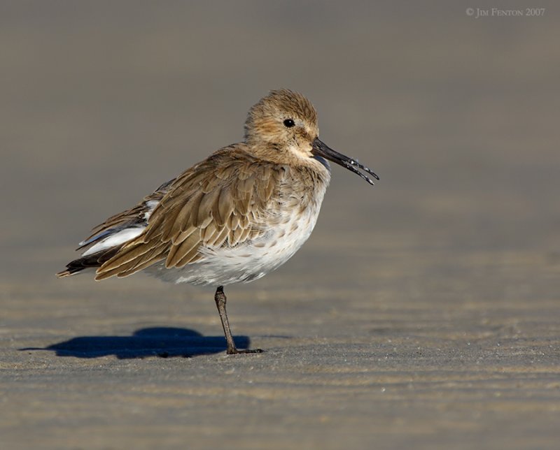 Raw24056 Dunlin at The Point.jpg