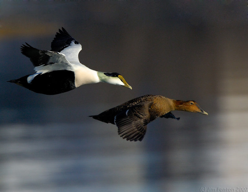 Eiders in Flight.jpg