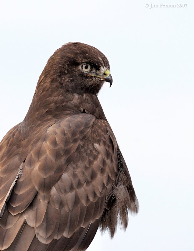 _NAW1296 Dark Morph Rough Leg Hawk.jpg