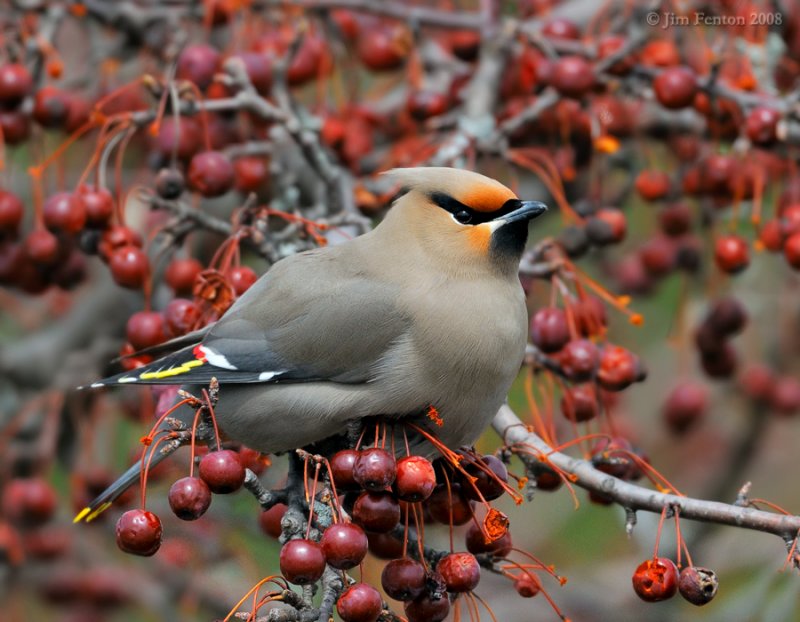 _NW80467 Bohemian Waxwing