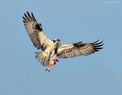 Male Osprey With Prey