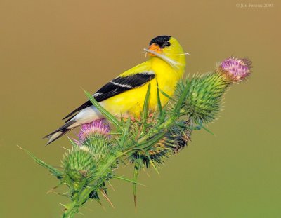 _NW83696 Goldfinch With Thistle Seed.jpg