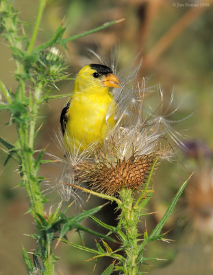 _NW85010 Goldfinch in  Thistle Seed Head.jpg