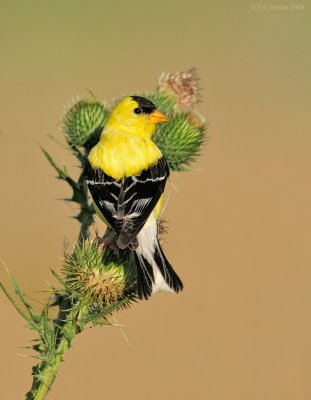 _NW85116 Goldfinch on Thistle