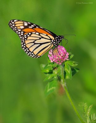 _NW85250 Monarch Butterfly on Clover.jpg