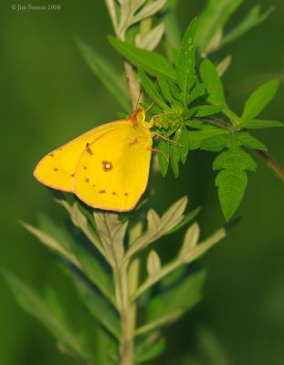 _NW85352 Sulphur Yellow Butterfly.jpg