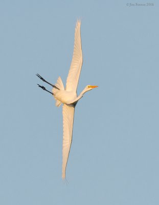 _NW86624 Great Egret Aerial Manuevers at Sunset.jpg