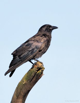 _NW86911 American Crow.jpg