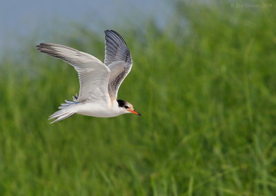 NW83298 Common Tern Chick in Flight.jpg