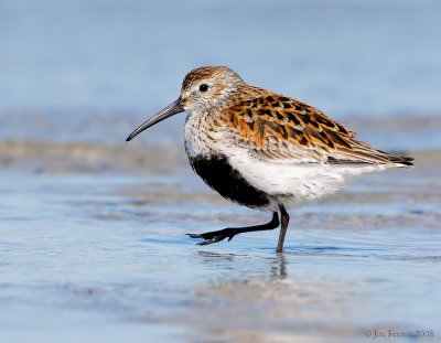 NW84450 Dunlin Spring Migrant at Point.jpg