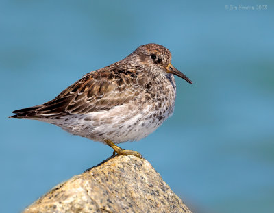 NW84547 Purple Sandpiper.jpg