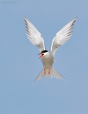 NW87631 Common Tern.jpg